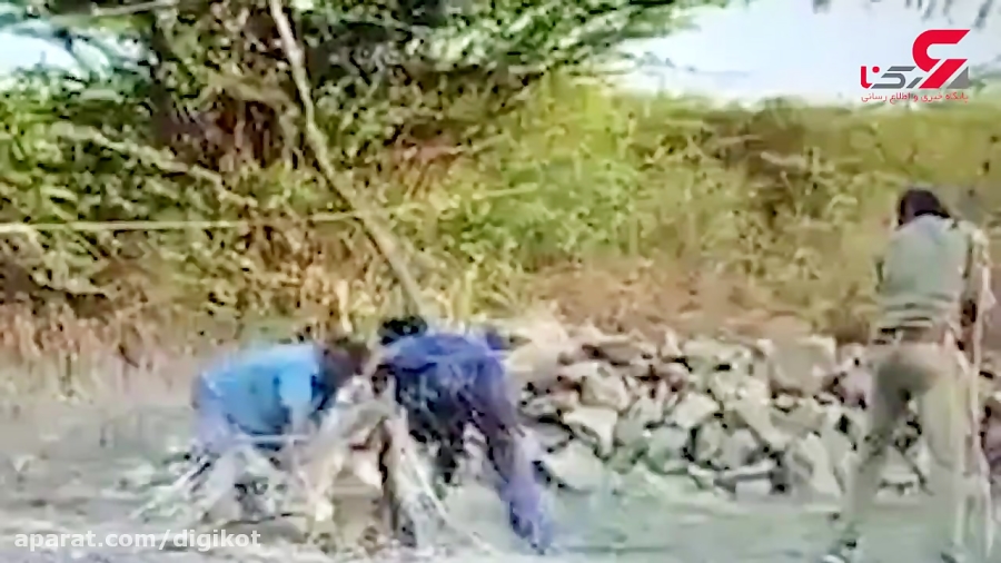 لحظه خطرناک رها کردن توله شیر...