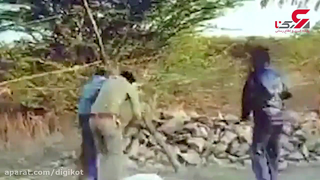 لحظه خطرناک رها کردن توله شیر...