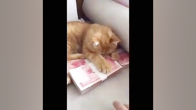 گربه پول پرست