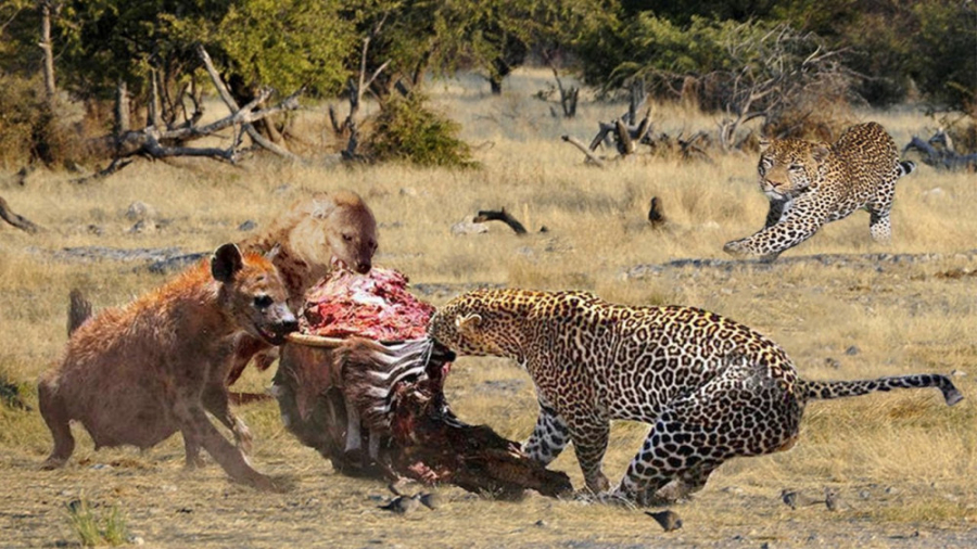 حیات وحش، حمله شیر برای شکار پ...