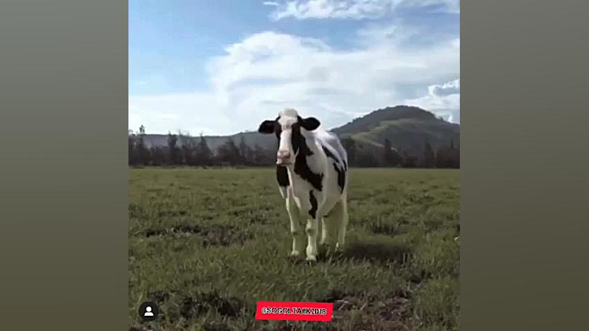 سال گاو مبارک ولی مثل گاو نباش...