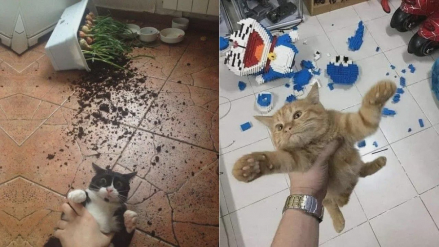 کلیپ خنده دار گربه ها | ته خند...