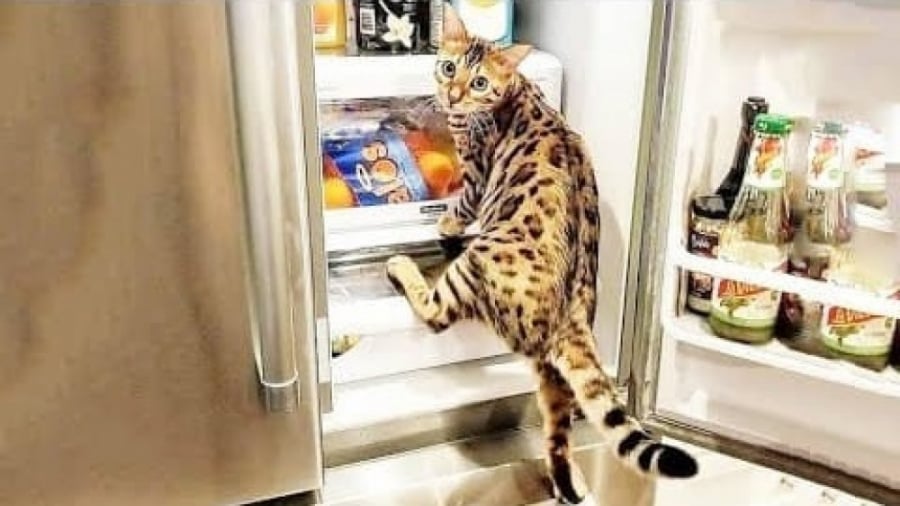 کلیپ خنده دار گربه ها | طنز حی...