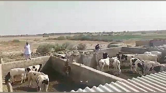 ذرت علوفه ای تحویل زابل