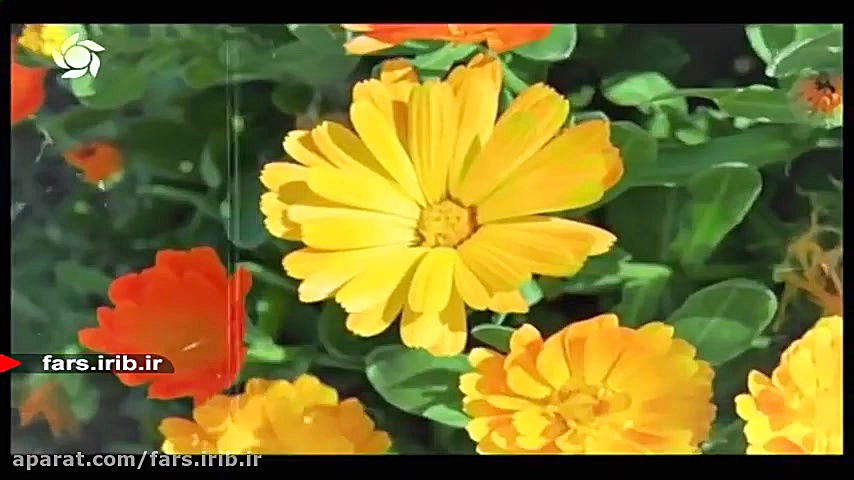 ترانه شاد " شب عید "...