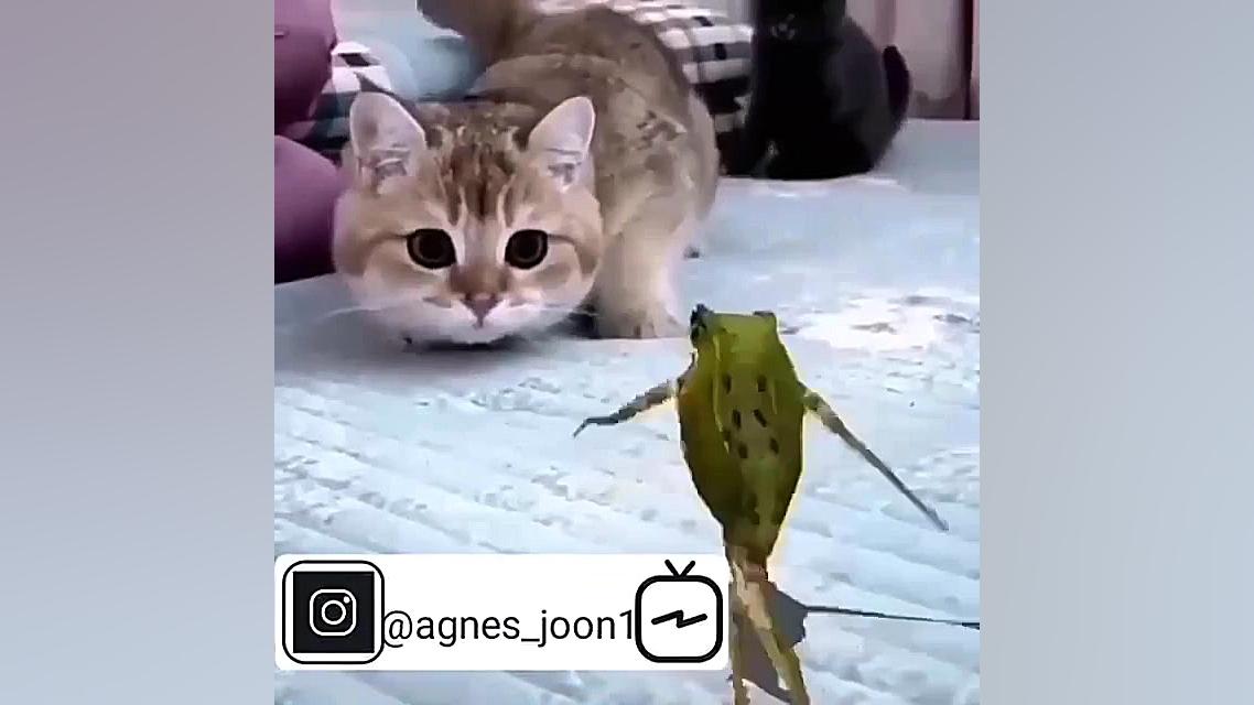 مسخره بازی غورباغه