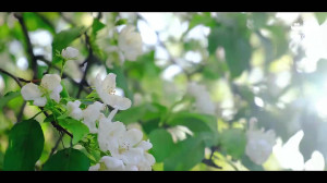 نماهنگ آل یاسین با نوای حاج مح...