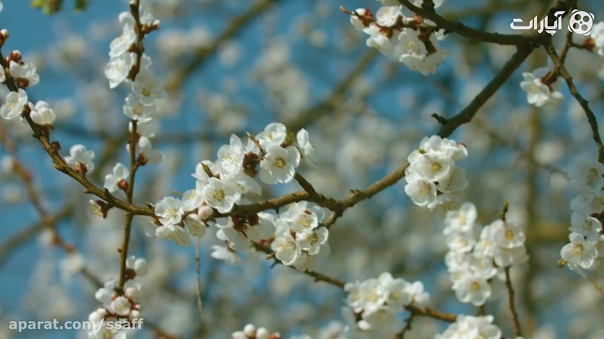 بهار واقعی یعنی آمدن یار