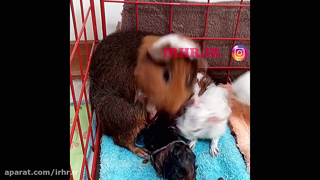 زایمان خوکچه هندی به اسم ملوس