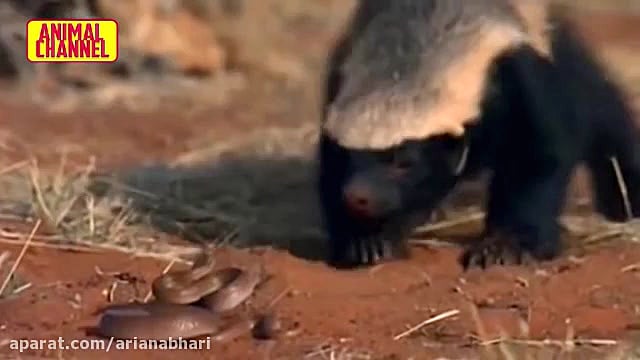 نبرد و جنگ تمساح با مار پایتون