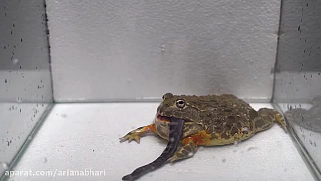 جنگ مار سمی با وزغ