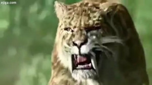 کلیپی جذاب از پلنگها در حیات و...