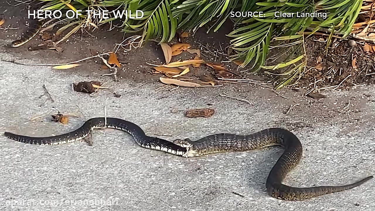 وقتی مار ها همدیگر را میخورند