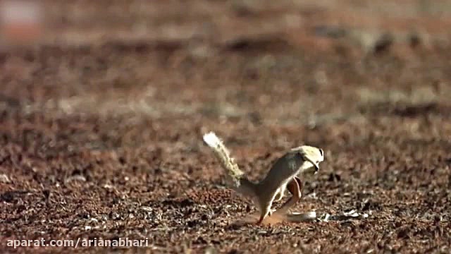 حمله های دیدنی مار پایتون