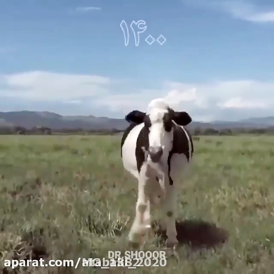 آهنگ بسیار زیبای سال ۱۴۰۰ گاو