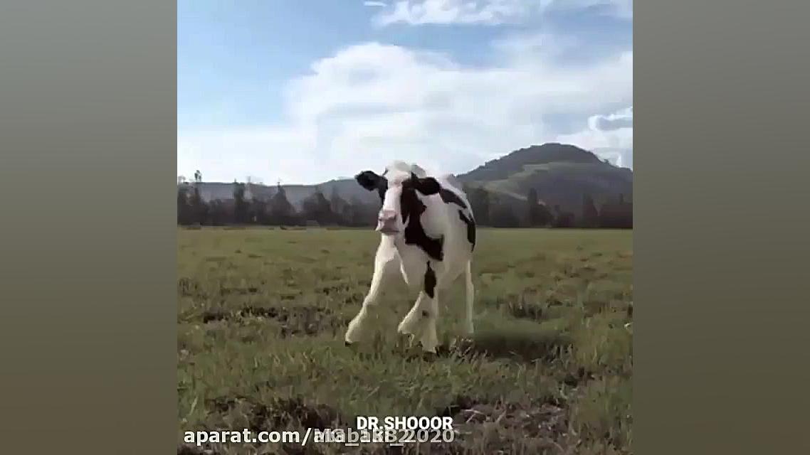 آهنگ بسیار زیبای سال ۱۴۰۰ گاو