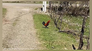 هوس بوی شمال