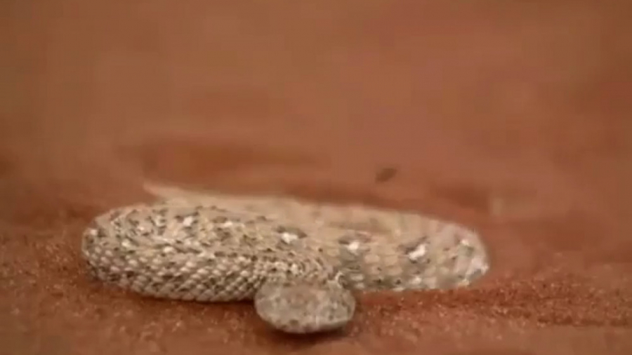 نحوه حرکت و حمله مار افعی در ب...