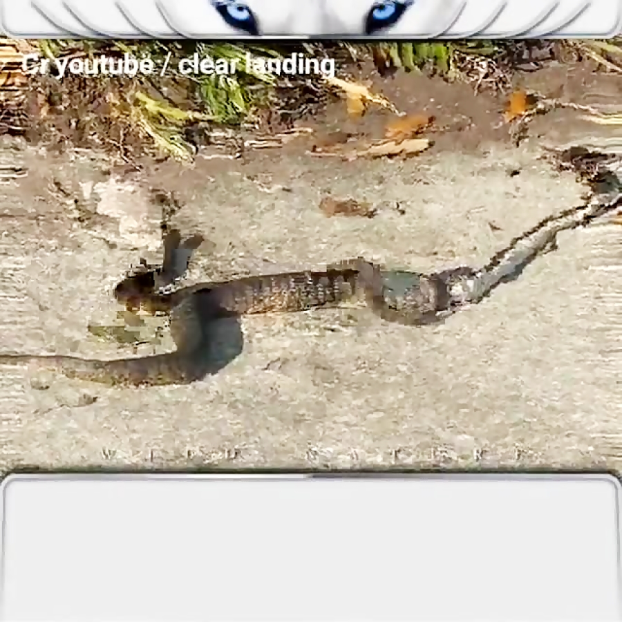 اینجا مار تو مار شده(خودن مار)