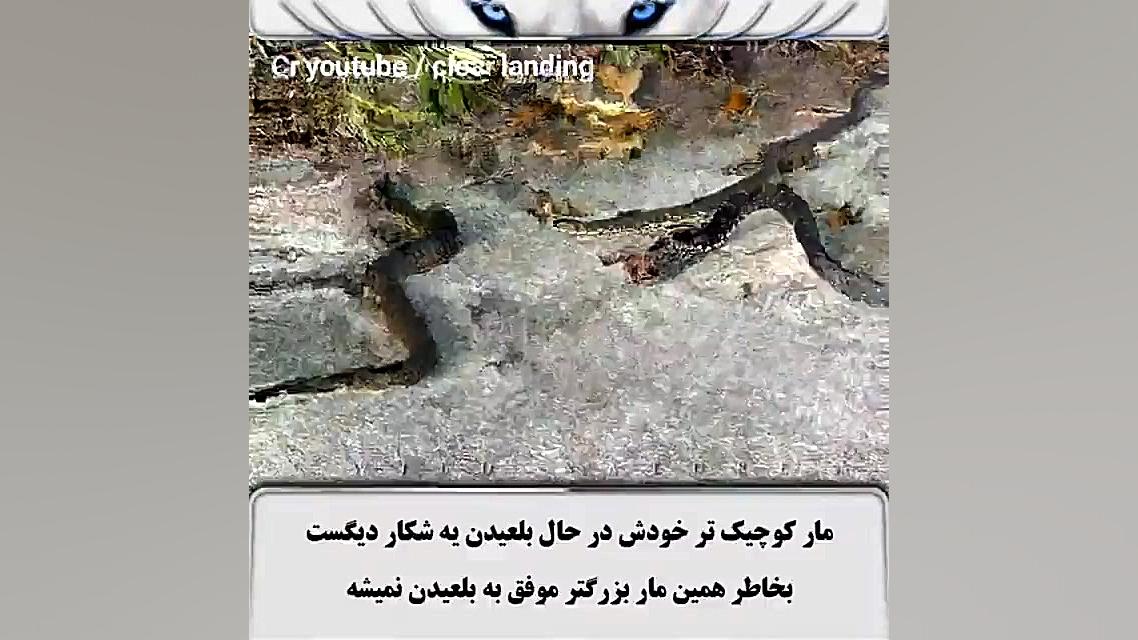 اینجا مار تو مار شده(خودن مار)