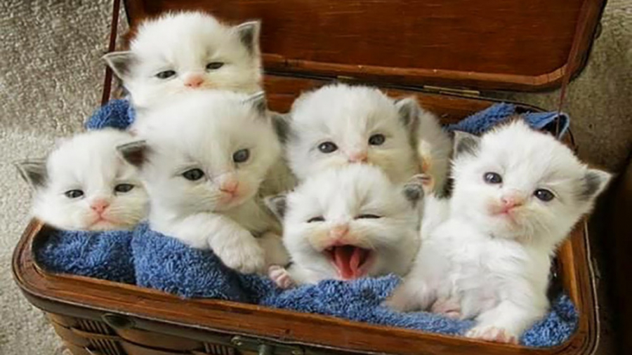 خنده دار ترین و بامزه ترین لحظ...