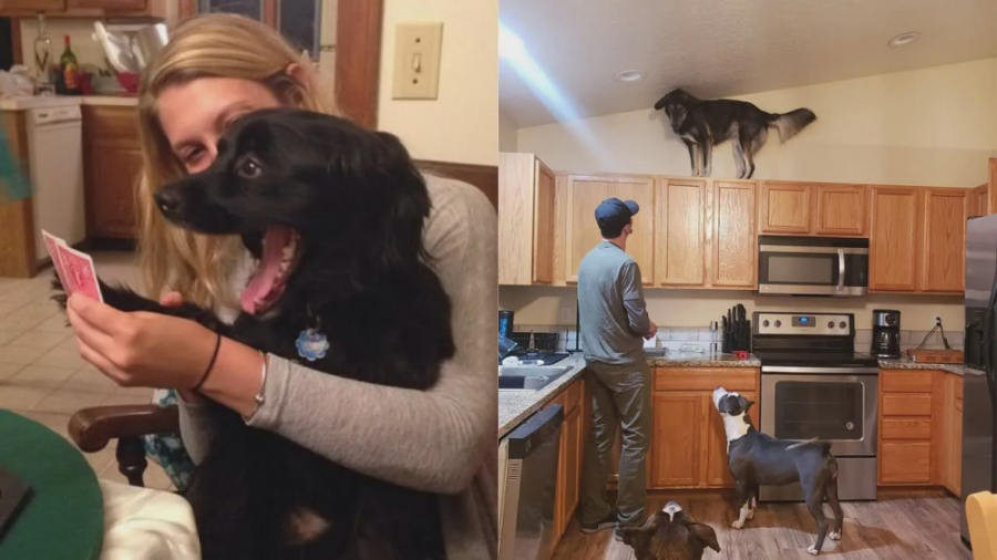 کلیپ طنز و خنده دار سگ ها