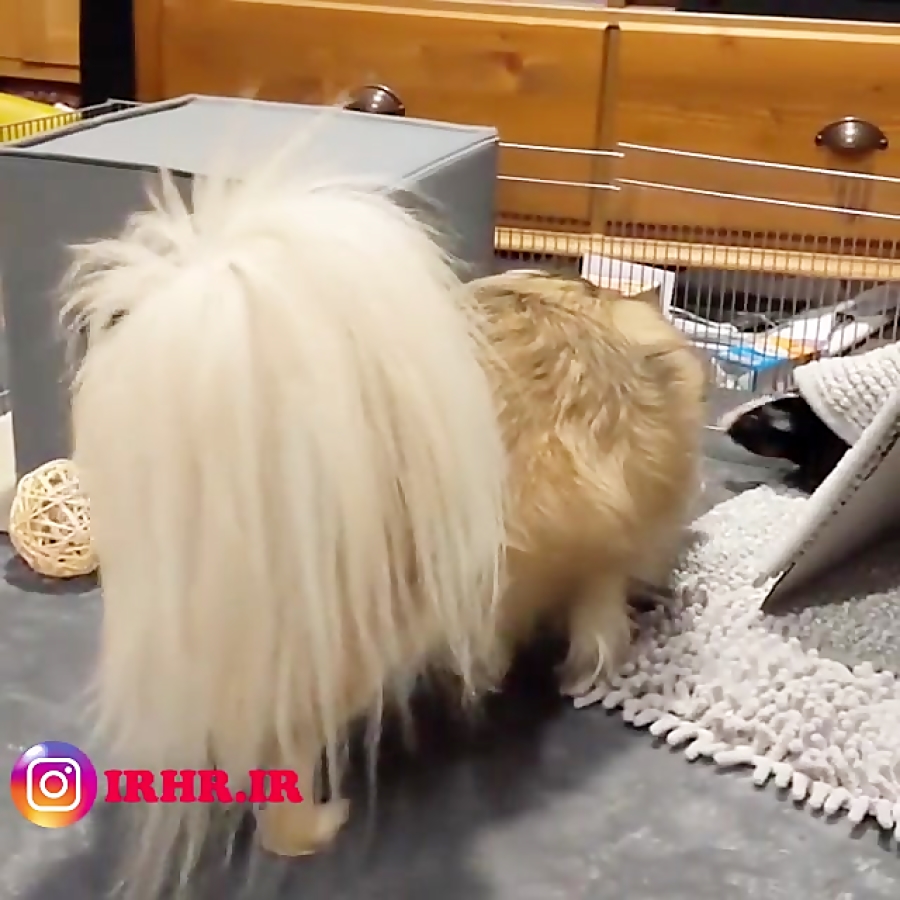 دوستی خوکچه هندی و سگ