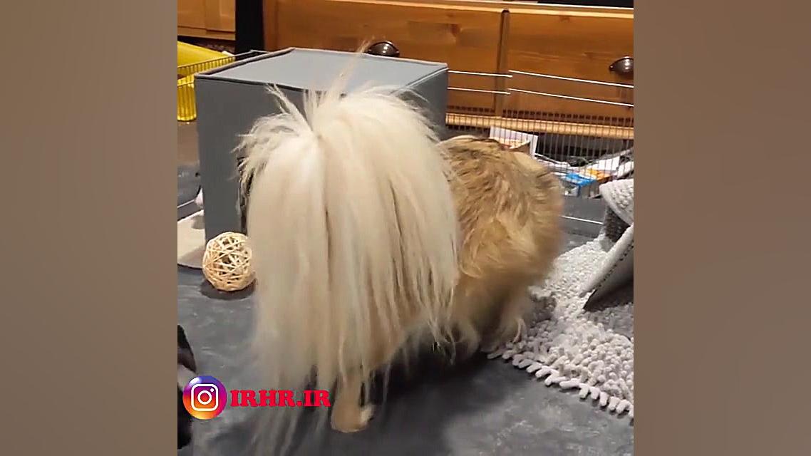 دوستی خوکچه هندی و سگ