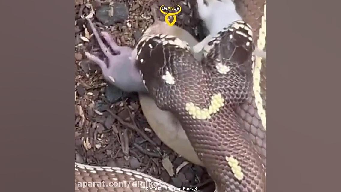 شکار و خوردن طعمه توسط مار دوس...