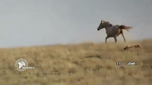 لحظه حمله پلنگ به اسب در پارک...