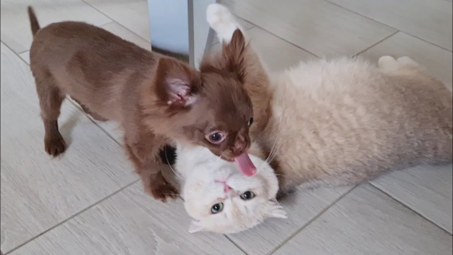 لحظات بامزه حیوانات خانگی