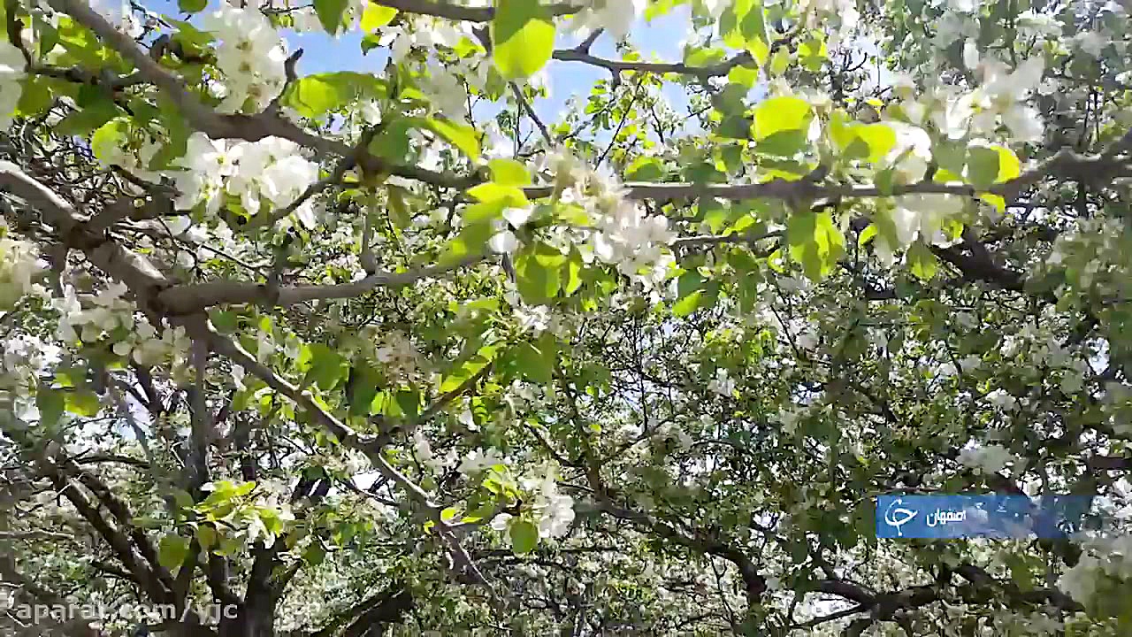 جلوه گری شکوفه های بهاری در غر...