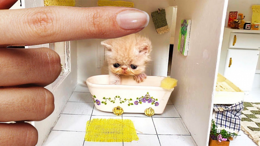 نجات کوچولوترین گربه بامزه دنی...