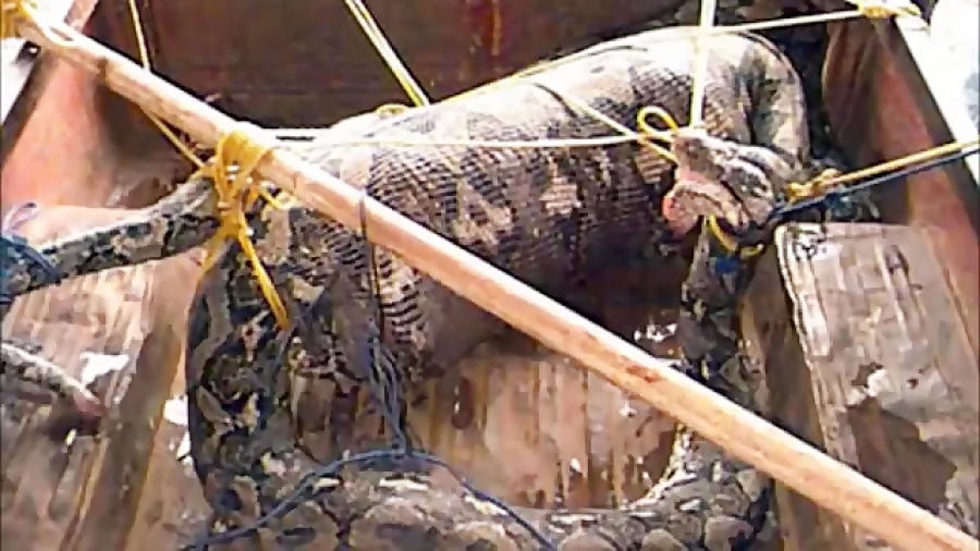 طولانی ترین و ترسناک ترین مار...