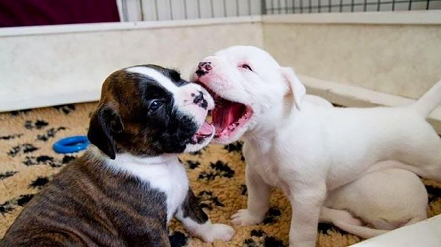 خنده دارترین و دلپذیرترین لحظا...