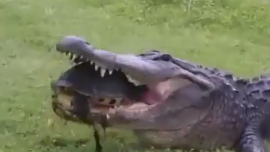 جنگ حیوانات.نبرد جنگی حیوانات....