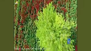 ترانه لری در وصف خرم آباد