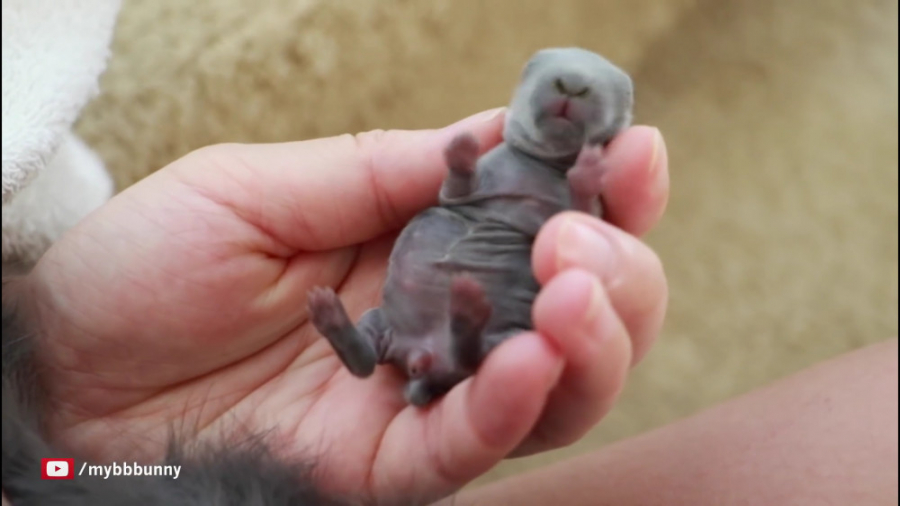 تولد بچه خرگوشهای کوچولو