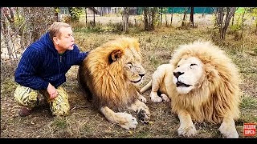 اگر حرف زشت به شیر بزنی باهات...