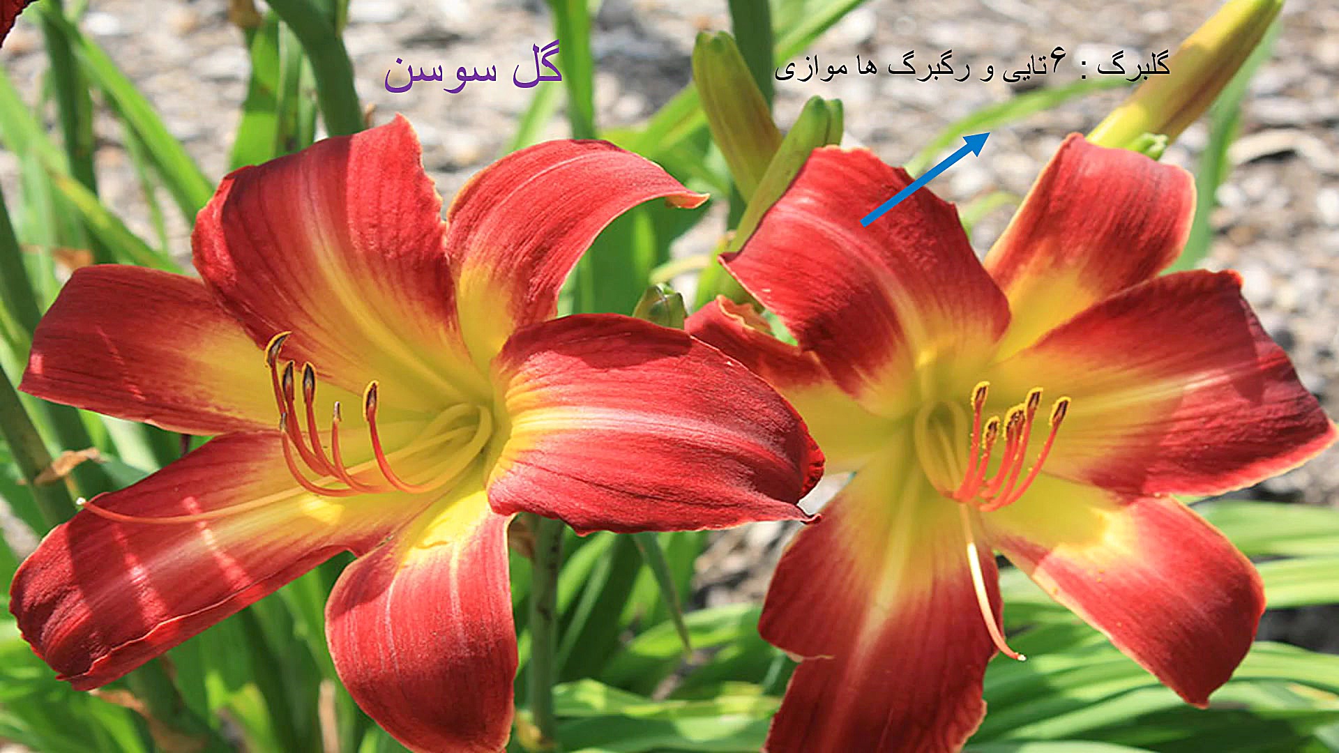 تحقیق گل با دانه۲ قسمتی و گل ب...