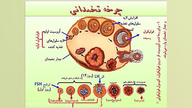 دستگاه تناسلی فرد ماده