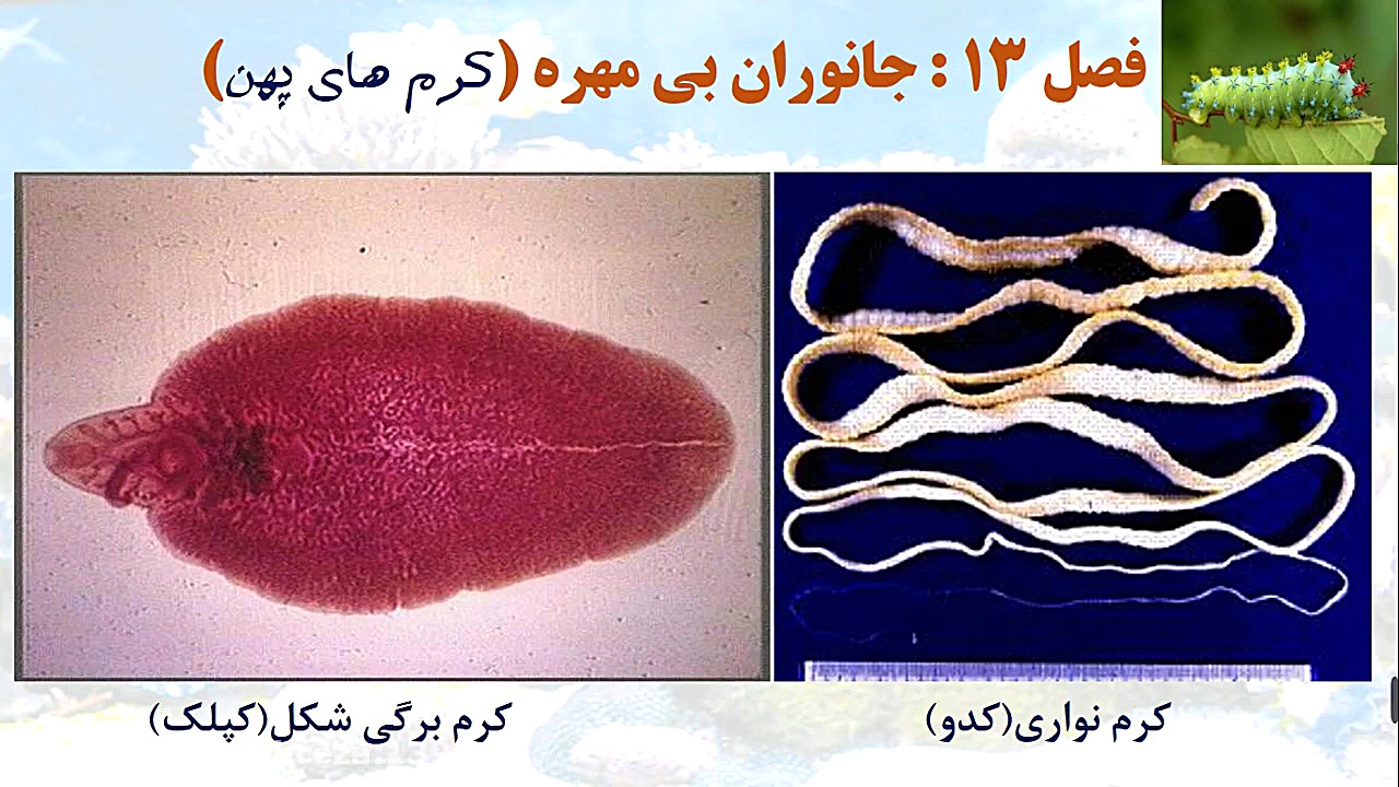 بی مهره ها 1