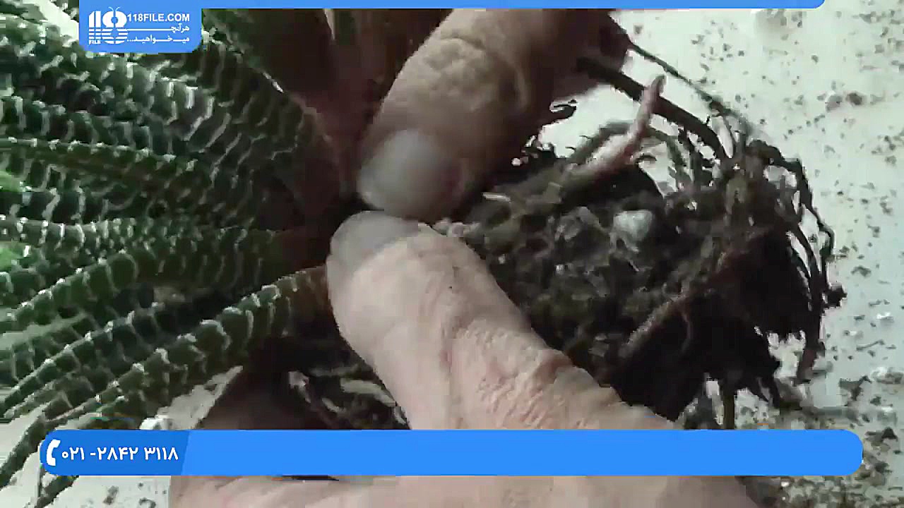 آموزش پرورش گل و گیاه آپارتمان...