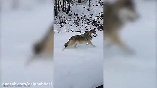 وقتی حیوانات از انسان ها درخوا...