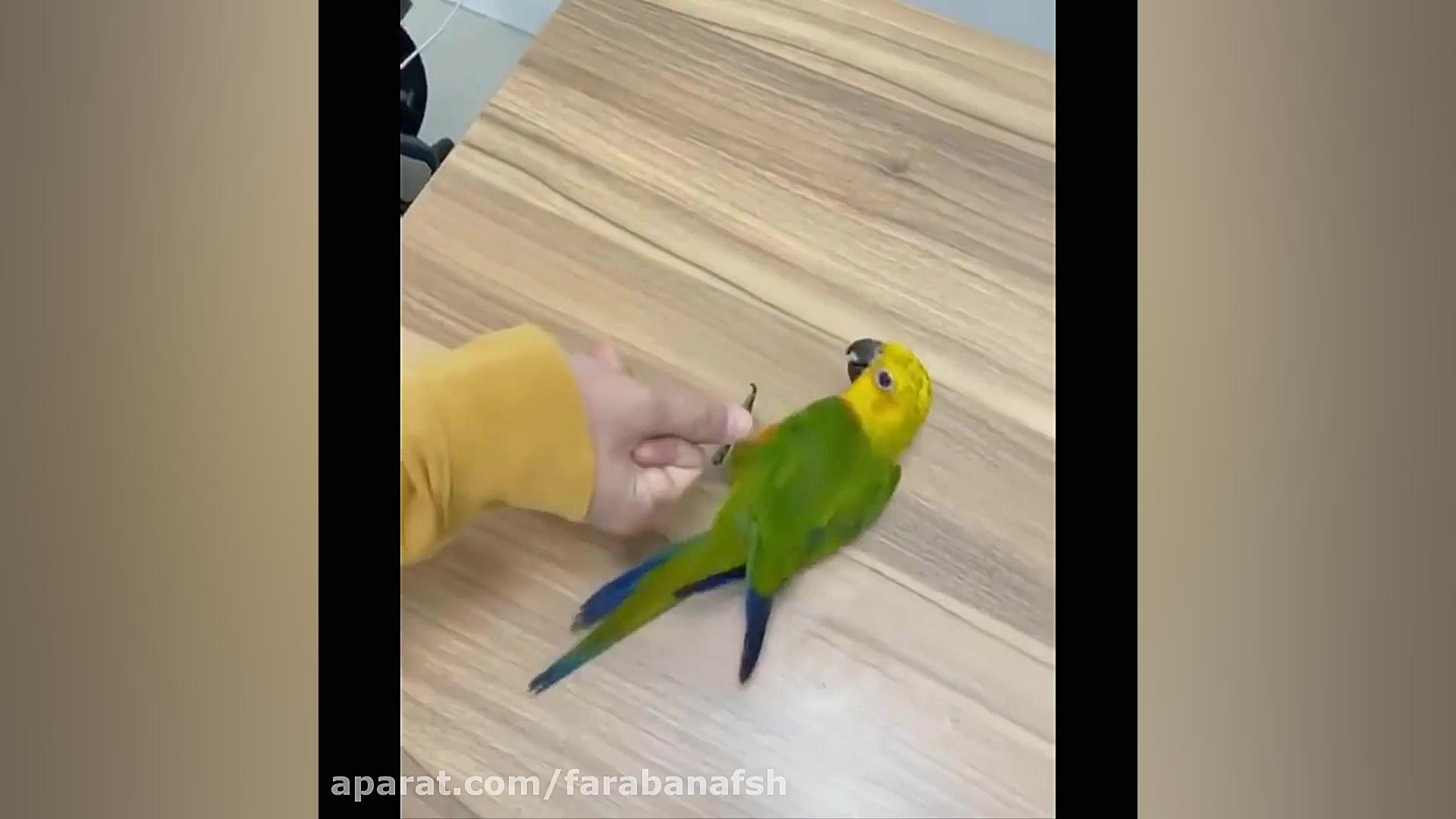 طوطی های شیطون و بامزه