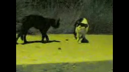 گربه های افغانی