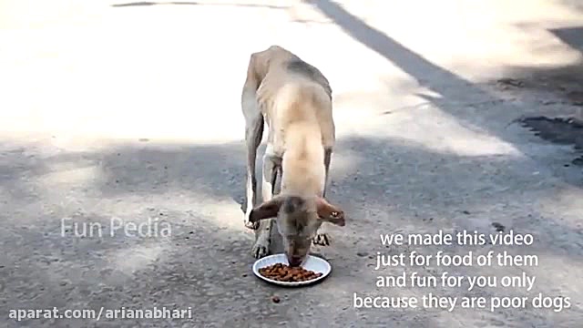 دوربین مخفی خنده دار پلنگ مصنو...