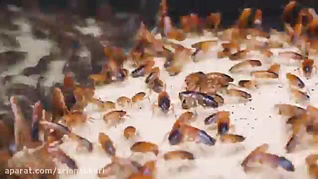 مبارزه عقرب مقابل 100 سوسک