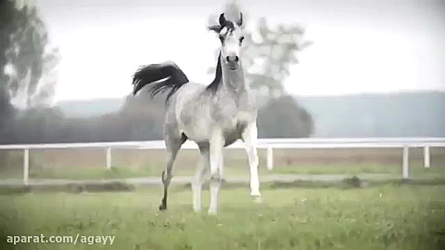 اسب اصیل عرب