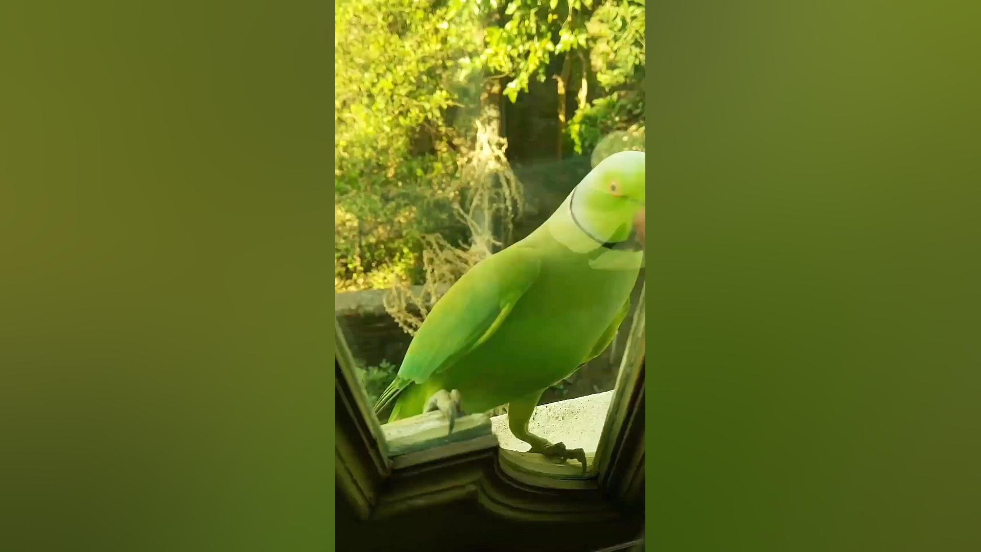 دعا کردن حیوان در حق انسان